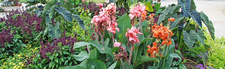 022820_Starting_Cannas_Indoors_or_Directly_in_the_Garden.jpg