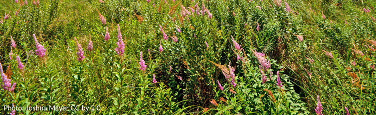 033015_Native_Steeplebush_Adds_Beauty_and_Attracts_Butterflies.jpg