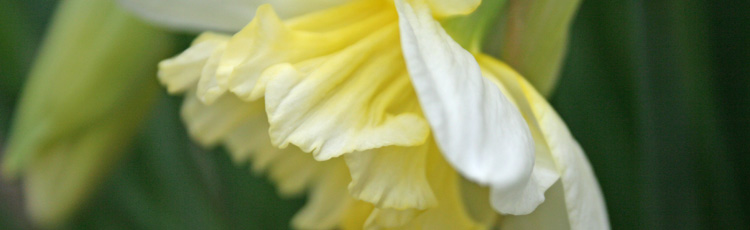 030314_Narcissus_Daffodil_or_Jonquil_March_December_Birth_Flower.jpg